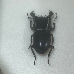 昆虫標本　ダイオウヒラタクワガタの画像