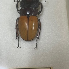 昆虫標本　アカアシツヤクワガタの画像