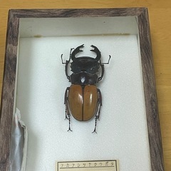 昆虫標本　アカアシツヤクワガタの画像