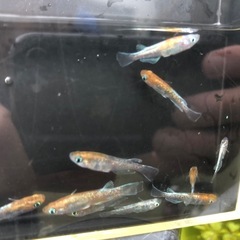 メダカ　朱光菊 ①の画像