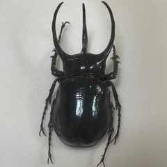 昆虫標本　アトラスオオカブトの画像