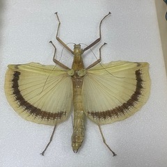 昆虫標本　キバネトビナナフシの画像
