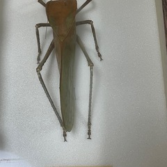 昆虫標本　パプアオオコノハギス
の画像