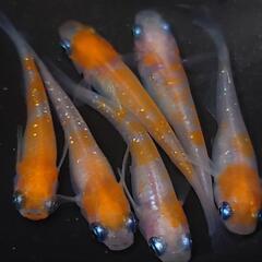 完売🙇🐟️紅白ラメ✨️　3ペアセット🉐 №4の画像