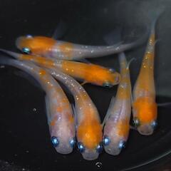 完売🙇🐟️紅白ラメ✨️　3ペアセット🉐 №4の画像