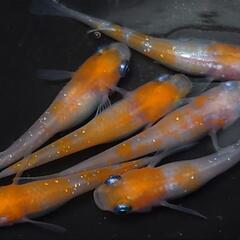 完売🙇🐟️紅白ラメ✨️　3ペアセット🉐 №4