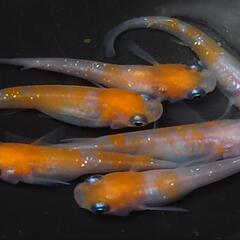 完売🙇🐟️紅白ラメ✨️　3ペアセット🉐 №4の画像