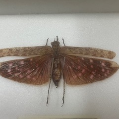昆虫標本　アカホシバッタの画像