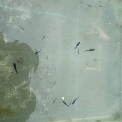 メダカSALE【10/26•27限定】 フロマージュ、ミッドナイトフリルなどの画像