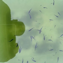 メダカSALE【10/26•27限定】 フロマージュ、ミッドナイトフリルなどの画像