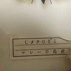 昆虫標本　ヒメクロゼミの画像