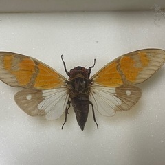 昆虫標本　ヒメクロゼミの画像