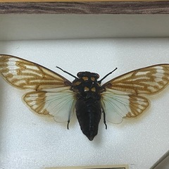 昆虫標本　ウスアオシタバゼミの画像