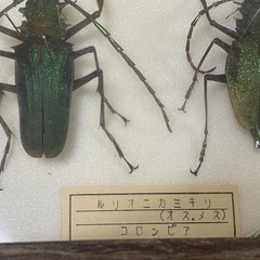 昆虫標本　ルリオニカミキリ　雌雄セットの画像