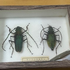 昆虫標本　ルリオニカミキリ　雌雄セットの画像