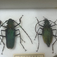昆虫標本　ルリオニカミキリ　雌雄セットの画像