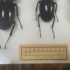 昆虫標本　オオキバオニツヤクワガタ　3点セットの画像