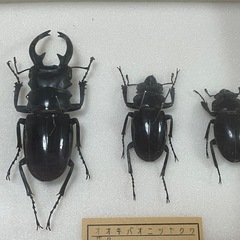 昆虫標本　オオキバオニツヤクワガタ　3点セットの画像