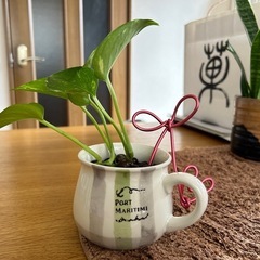 観葉植物 ポトス 斑入り インテリア 空気清浄効果の画像
