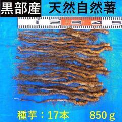 黒部産・赤土育ち・天然自然薯の種芋17本・850g