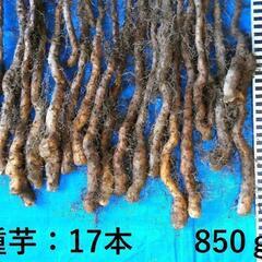 黒部産・赤土育ち・天然自然薯の種芋17本・850gの画像