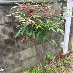 庭木