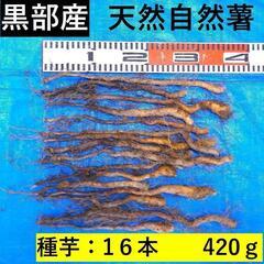 黒部産・赤土育ち・天然自然薯の種芋16本・420g