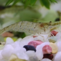 ミナミヌマエビ（30匹）