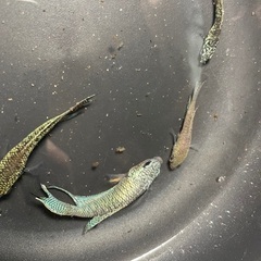 パラダイスフィッシュ　交配　5匹の画像