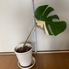 ◆お値下げ中◆斑入り　モンステラ　② の画像