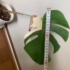 ◆お値下げ中◆斑入り　モンステラ　② の画像