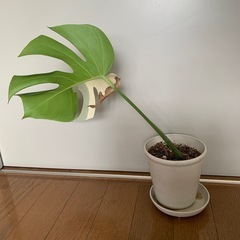 ◆お値下げ中◆斑入り　モンステラ　② の画像
