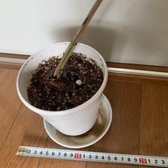 ◆お値下げ中◆斑入り　モンステラ　② の画像