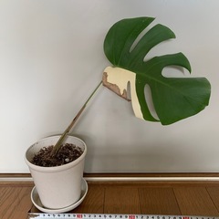 ◆お値下げ中◆斑入り　モンステラ　② 