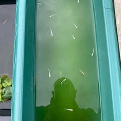 メダカSALE【10/26•27限定】 フロマージュ、ミッドナイトフリルなどの画像