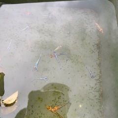 メダカSALE【10/26•27限定】 フロマージュ、ミッドナイトフリルなどの画像