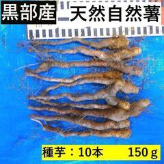黒部産・赤土育ち・天然自然薯の種芋10本・150g