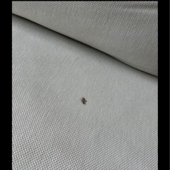 【27日午前中】シングルソファーの画像