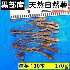 黒部産・赤土育ち・天然自然薯の種芋10本・170g