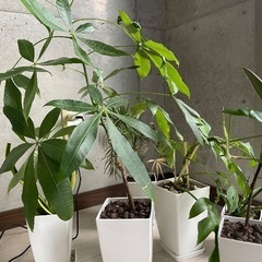 観葉植物6つセット