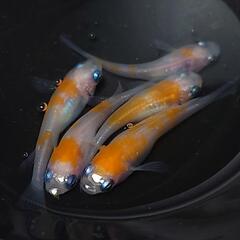 完売🙇🐟️紅白✨️　5匹セット🉐 №1の画像