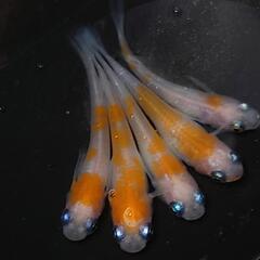 完売🙇🐟️紅白✨️　5匹セット🉐 №1