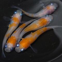 完売🙇🐟️紅白✨️　5匹セット🉐 №1の画像