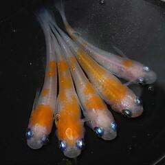 完売🙇🐟️紅白✨️　5匹セット🉐 №1の画像