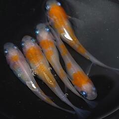 完売🙇🐟️紅白✨️　5匹セット🉐 №1の画像