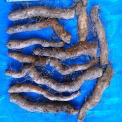 黒部産・超粘り！赤土粘土の天然自然薯 11本470g の画像