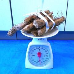 黒部産・超粘り！赤土粘土の天然自然薯 11本470g の画像