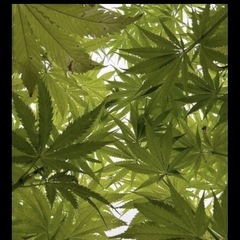 精麻✨タッセル講座の画像