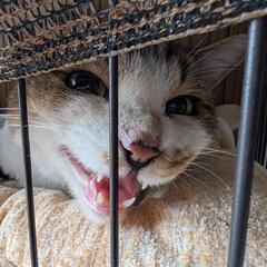 置き去りにされた猫