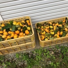 終了しました　　　　渋柿　ほしい方　100個くらいで500円の画像